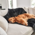 Top-Rated Dog Blankets: Keep Your Furry Friend Warm and Cozy